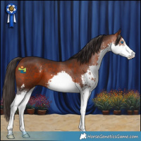 Horse Color:Bay Sabino Splash 