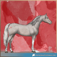 Horse Color:Silver Black Tobiano Appaloosa 