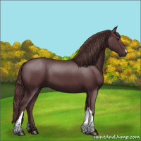 Horse Color:Chocolate Black