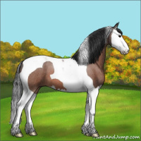 Horse Color:Brown Roan Splash Tobiano 