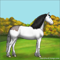 Horse Color:Brown Roan Splash 
