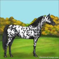Horse Color:Black Appaloosa Rabicano 