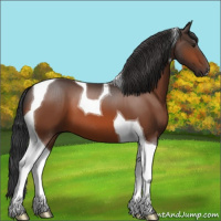 Horse Color:Brown Tobiano 