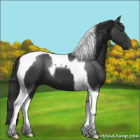 Horse Color:Black Tobiano 