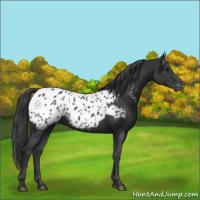 Horse Color:Black Appaloosa 
