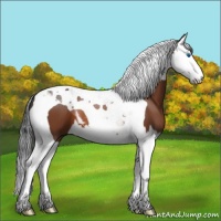 Horse Color:Bay Splash Tobiano
