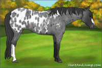 Horse Color:Blue Roan Appaloosa 