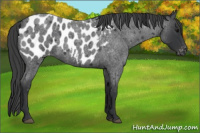 Horse Color:Blue Roan Near Leopard