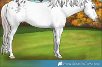 Horse Color:Liver Chestnut Appaloosa 