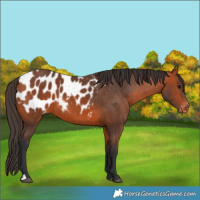 Horse Color:Bay Appaloosa 