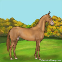 Horse Color:Gray Gold Champagne 