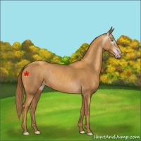 Horse Color:Gray Gold Champagne 