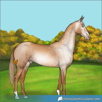 Horse Color:Gray Gold Champagne 