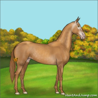 Horse Color:Gray Gold Champagne 