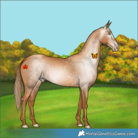 Horse Color:Gray Gold Champagne