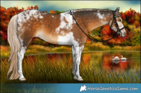 Horse Color:Chocolate Palomino Tobiano 