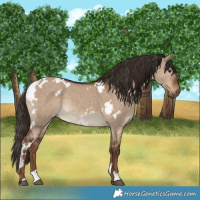 Horse Color:White Spotted Liver Red Dun 