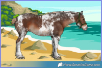 Horse Color:Liver Chestnut Tobiano 
