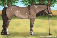 Horse Color:White Spotted Liver Red Dun Tobiano 