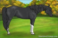Horse Color:Black Tobiano Rabicano 