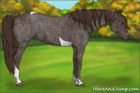 Horse Color:Liver Red Roan Tobiano 