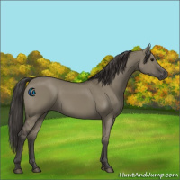 Horse Color:Smoky Grullo 