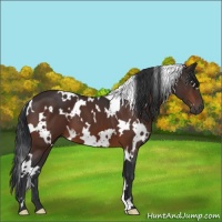 Horse Color:White Spotted Brown 