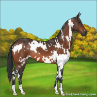 Horse Color:White Spotted Bay 