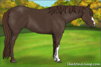 Horse Color:Liver Chestnut 