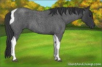 Horse Color:Blue Roan Tobiano 
