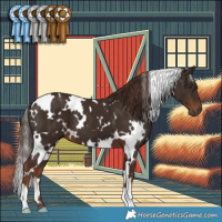 Horse Color:White Spotted Liver Chestnut 