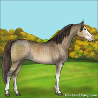 Horse Color:Buckskin Dun Mushroom Sabino Appaloosa