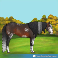 Horse Color:White Spotted Brown Splash Rabicano 