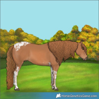 Horse Color:Chestnut  and Chestnut Tobiano 