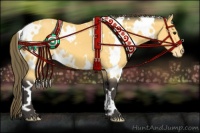 Horse Color:White Spotted Buckskin Appaloosa