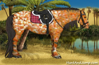 Horse Color:Bay Appaloosa 