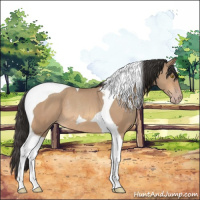 Horse Color:Amber Champagne Tobiano Rabicano 