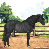 Horse Color:Black Rabicano 