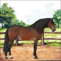 Horse Color:Bay 