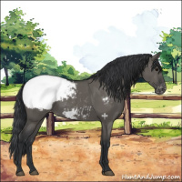 Horse Color:Grullo Varnish 
