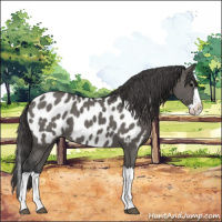 Horse Color:Grullo Splash Appaloosa 