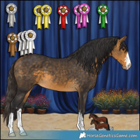Horse Color:Buckskin 