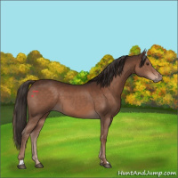 Horse Color:Liver Chestnut 
