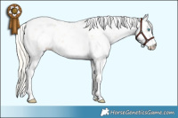 Horse Color:Palomino Pearl Sabino 