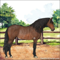 Horse Color:Bay Rabicano 