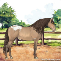 Horse Color:Amber Champagne Appaloosa 
