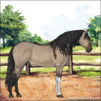 Horse Color:Brown Dun 