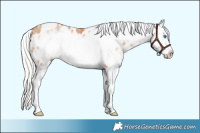 Horse Color:Silver Bay Pearl Sabino Frame Appaloosa