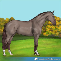 Horse Color:Chocolate Grullo 