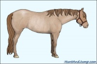 Horse Color:Blue Roan Pearl Appaloosa Rabicano